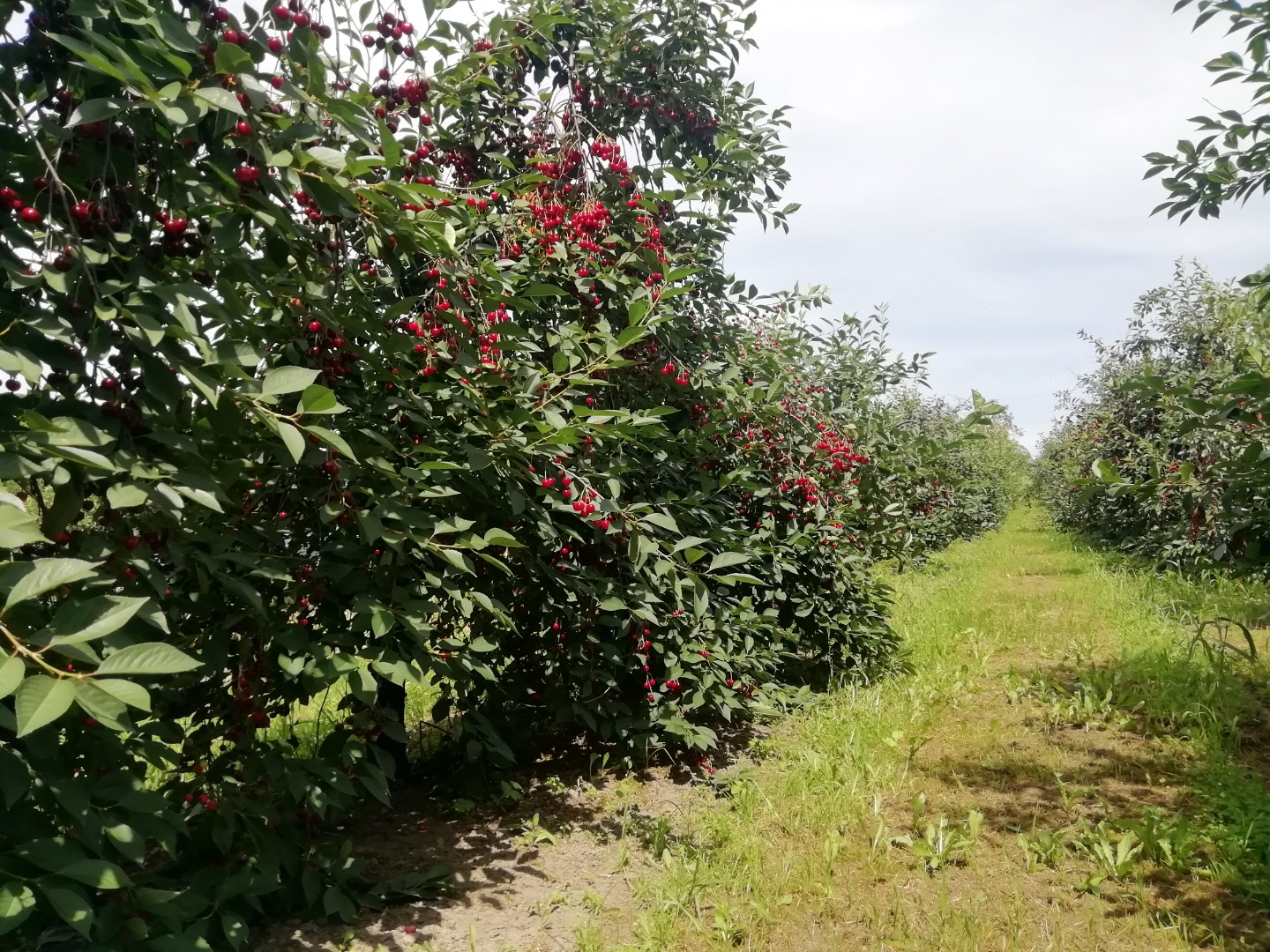 Vendo cereza "ŁUTÓWKA", rasgada a mano, elección de embalaje a negociar, posibilidad de entrega refrigerada, 1 tonelada por día