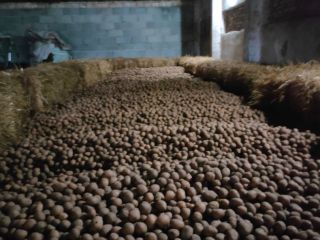 Venderé patatas Lilly, ya hemos empezado a cavar, pero