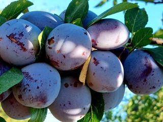 Las ciruelas frescas Cabardinca tienen calibre 45+mm. Tenemos alrededor