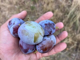 Produce ciruela stanley, anaspath