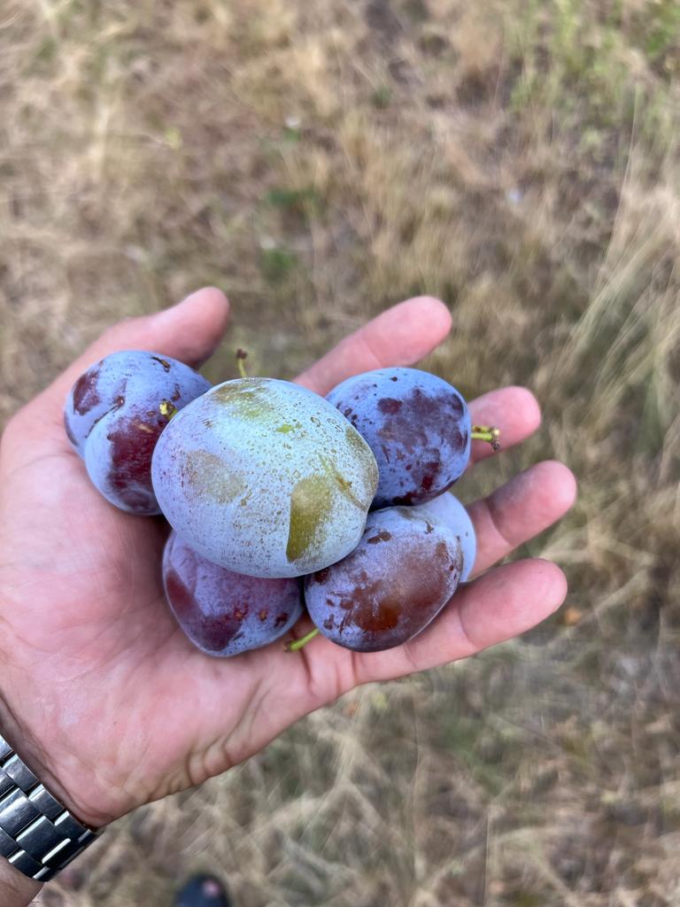 Produce ciruela stanley, anaspath