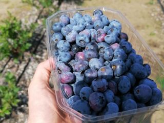 Hola, vendo blueberry blueberry, cortado a pedido, el precio