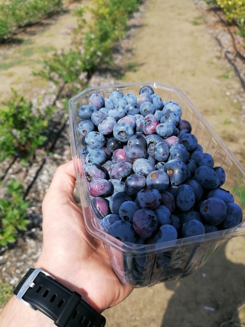 Hola, vendo blueberry blueberry, cortado a pedido, el precio es de 15 PLN por kilogramo