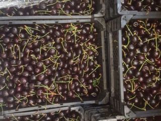Cereza a la venta: Staccato claro y cordia oscura