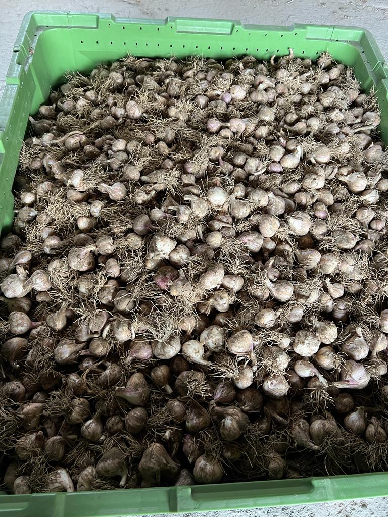 Hola, tengo a la venta una gran cantidad de ajo de invierno HARNAŚ