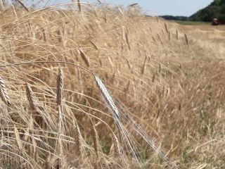 LIMETS Búlgaro, Monograno, Cosecha 2021! Cultivado en campos limpios