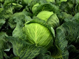 ¡Vendemos todo tipo de verduras en grandes cantidades! Quienes