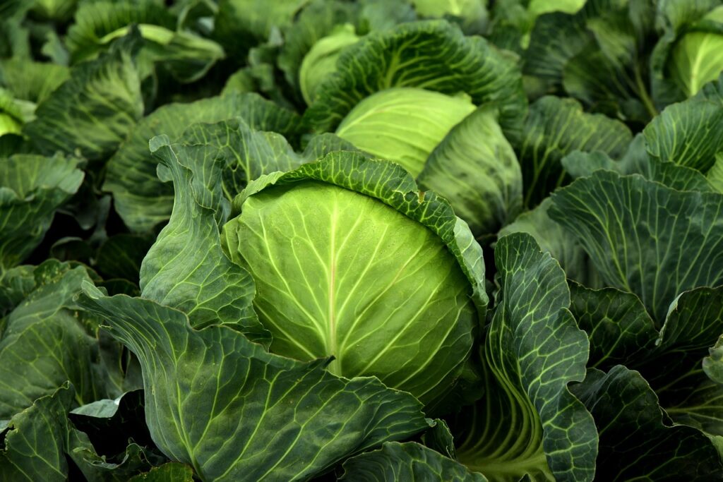 ¡Vendemos todo tipo de verduras en grandes cantidades! Quienes estén interesados, escriban y llegaremos a un común denominador! Por cierto, ¡exportamos!