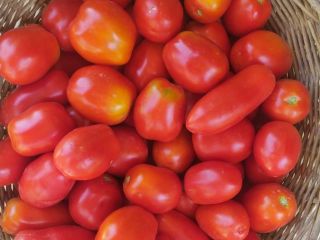 Tomate orgánico de Villa María. Para salsas frescas y