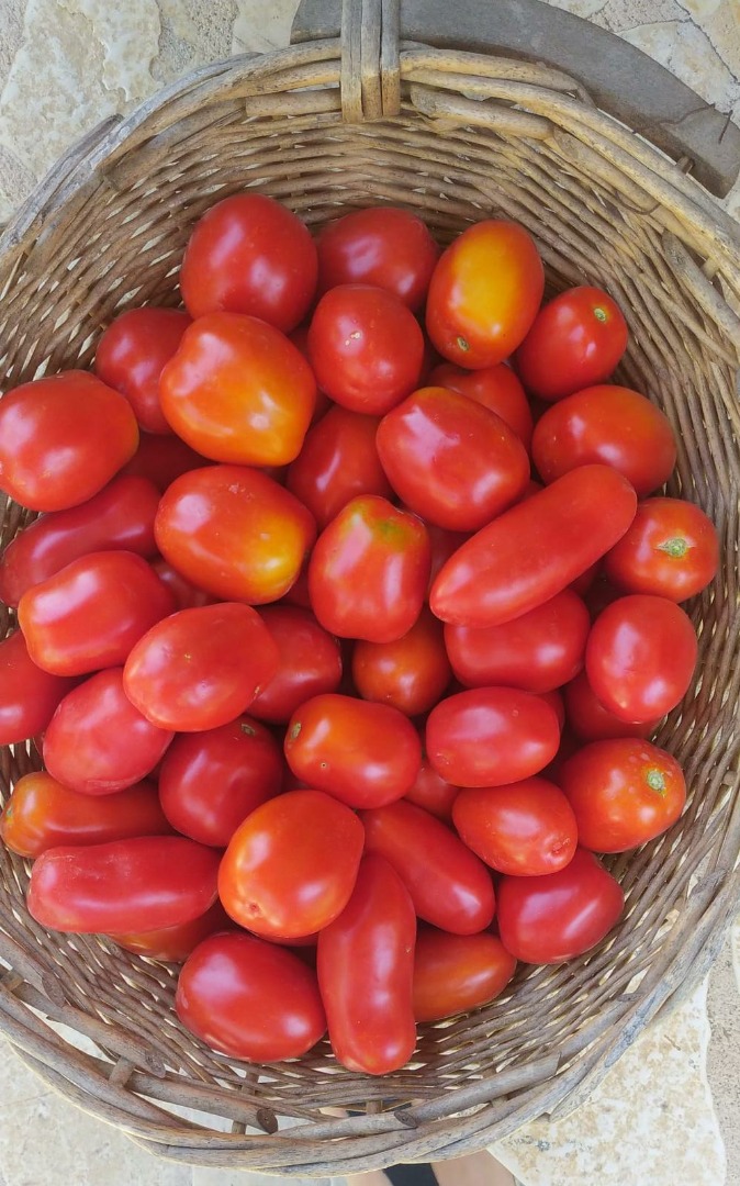 Tomate orgánico de Villa María