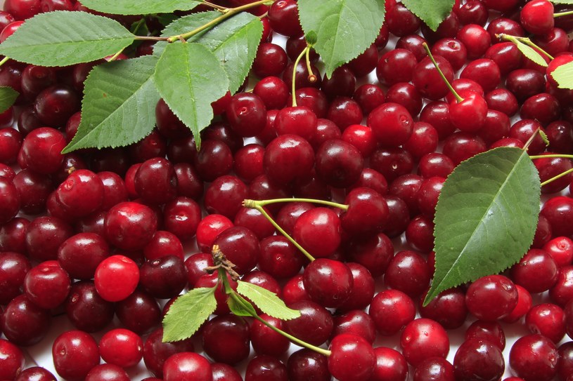 Venderé cerezas recogidas por encargo, posible transporte a Lublin en determinados días