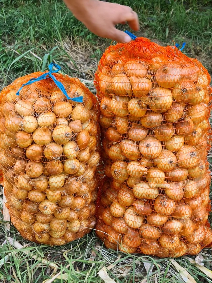 Vendo cebollas a granel del campo o en bolsas, grandes, medianas y pequeñas