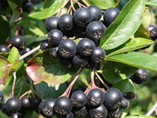Tengo 20.000kg de Aronia Nero que es 100% ECOLÓGICA.