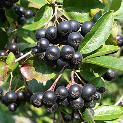 Tengo 20.000kg de Aronia Nero que es 100% ECOLÓGICA