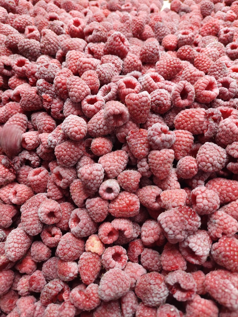 Variedad de frambuesa Iqf: Willamette, Calidad: 95/5, Empaque:4×2.5 kg Cantidad:100 toneladas