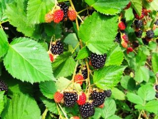 Moras frescas a precio mayorista negociable, pueblo de Anghelesti,