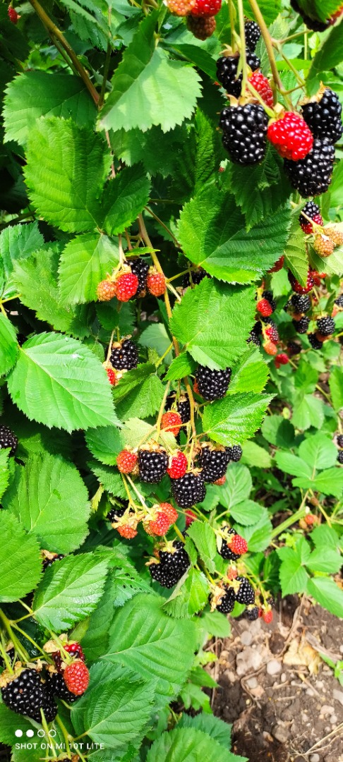 Moras frescas a precio mayorista negociable, pueblo de Anghelesti, condado de Vrancea