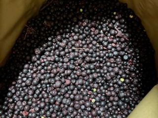 Vendo frutos del bosque congelados IQF Klass B empacados