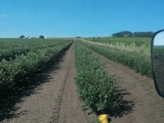 Frutos de aronia, de plantas obtenidas in vitro, en