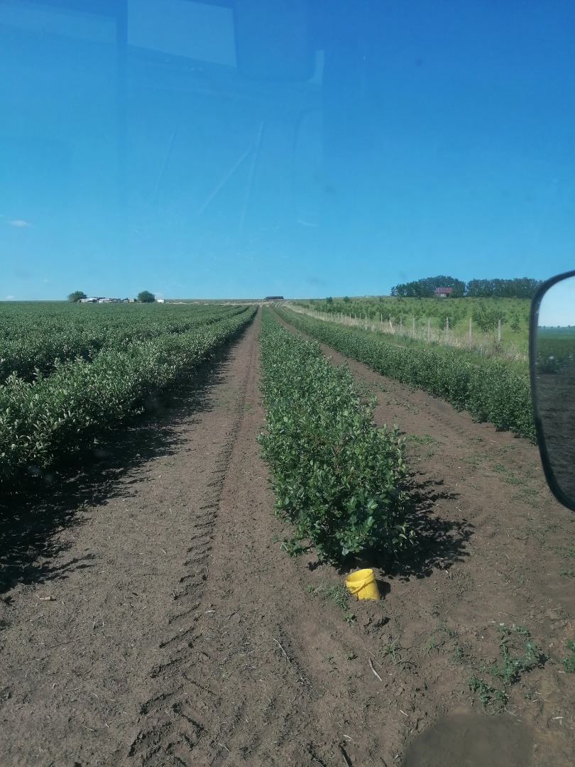 Frutos de aronia, de plantas obtenidas in vitro, en el tercer año de conversión ecológica (bio)