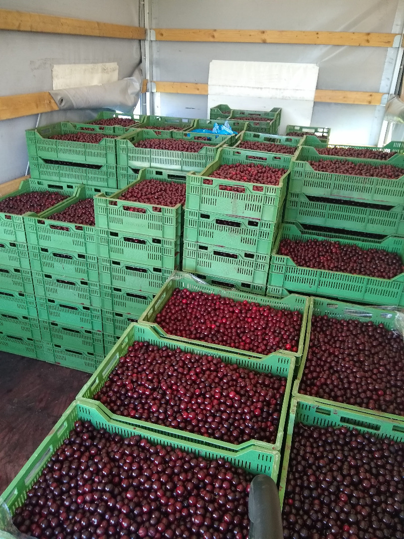 Granja ecológica Nowe Szwejki (distrito de Rawa, Polonia) ofrece: CEREZO ORGÁNICO CERTIFICADO cosecha 3-5 agosto, alrededor de 10 toneladas / día, EXPORTACIÓN