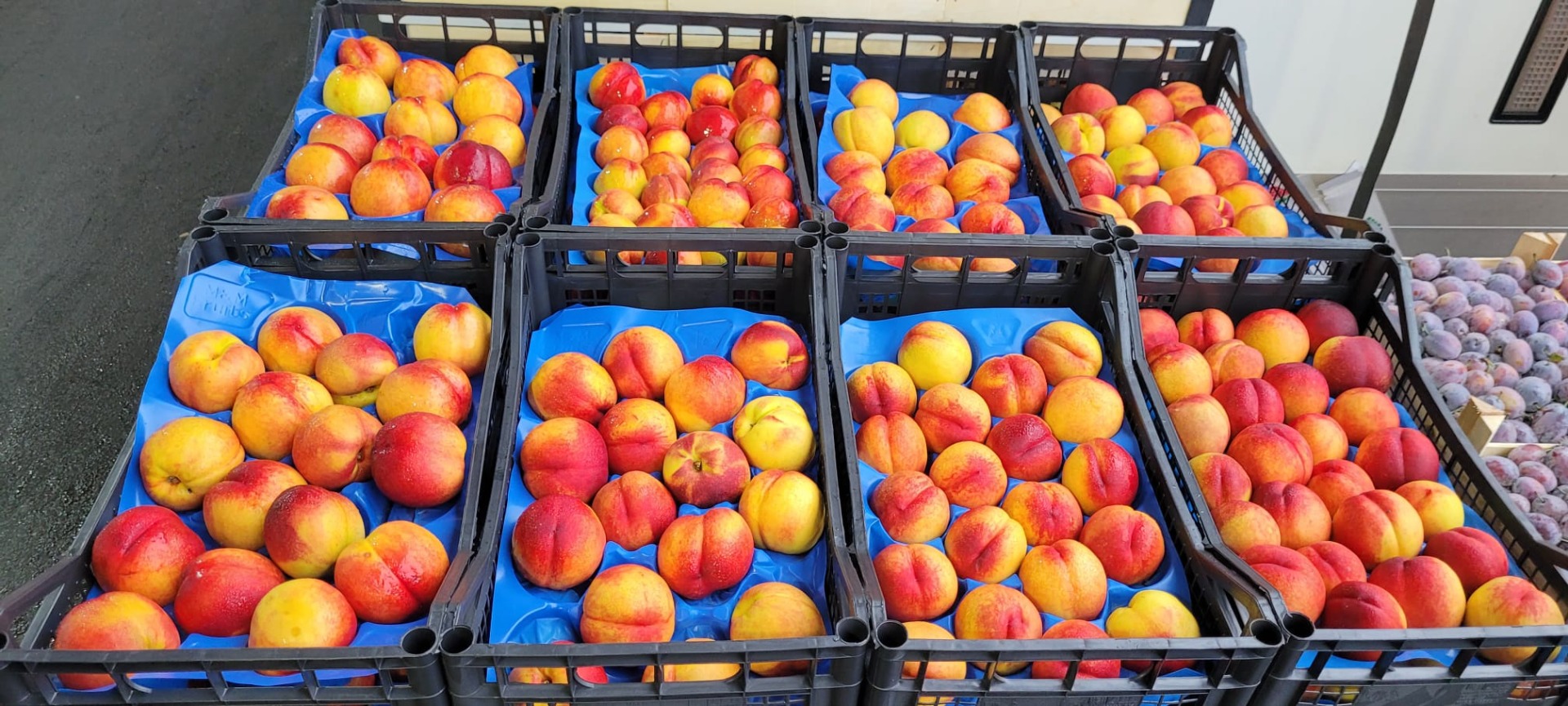 nectarinas, frescas