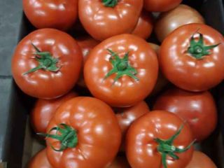 Venderé tomates rojos BBB, cantidades de camión