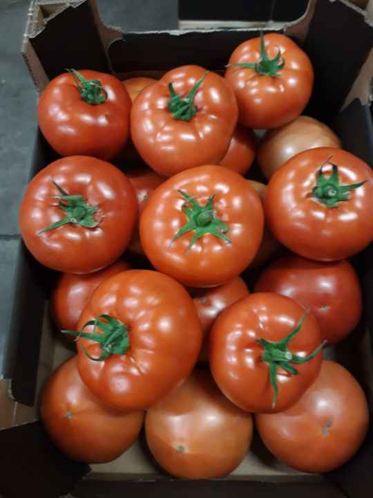 Venderé tomates rojos BBB, cantidades de camión
