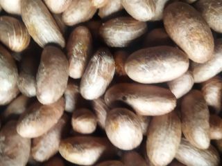Bitter kola o Garcinia Kola cantidad a granel todo