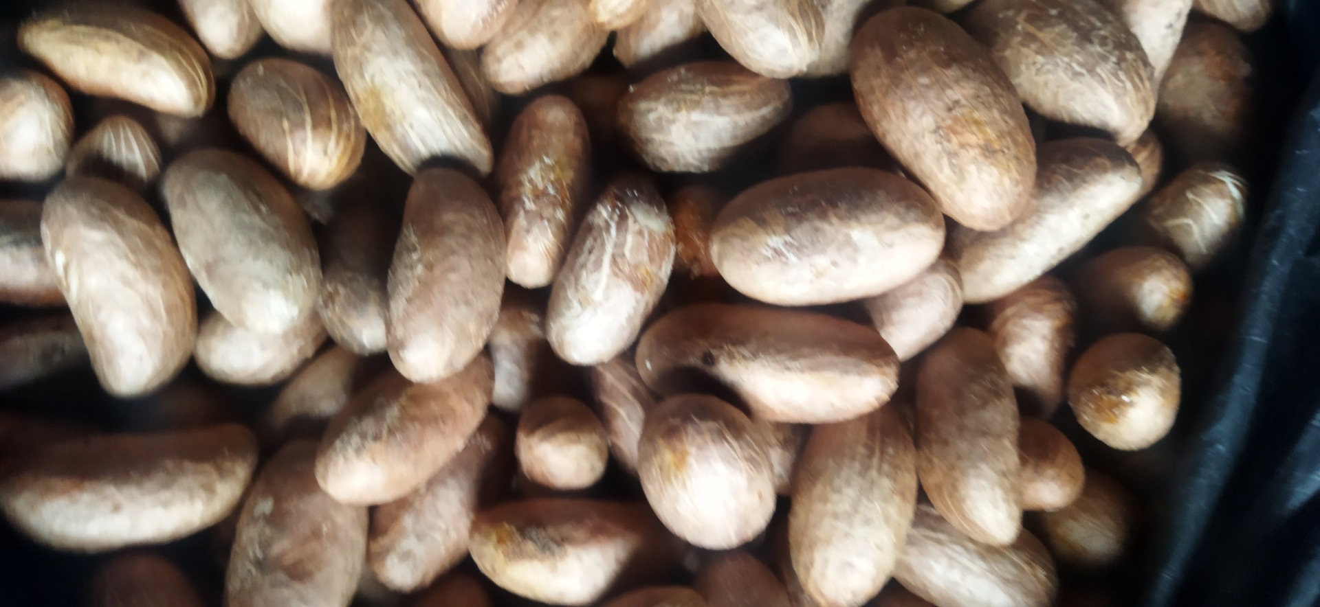 Bitter kola o Garcinia Kola cantidad a granel todo en buenas condiciones