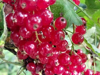 Venderé una variedad de grosella roja de alta calidad