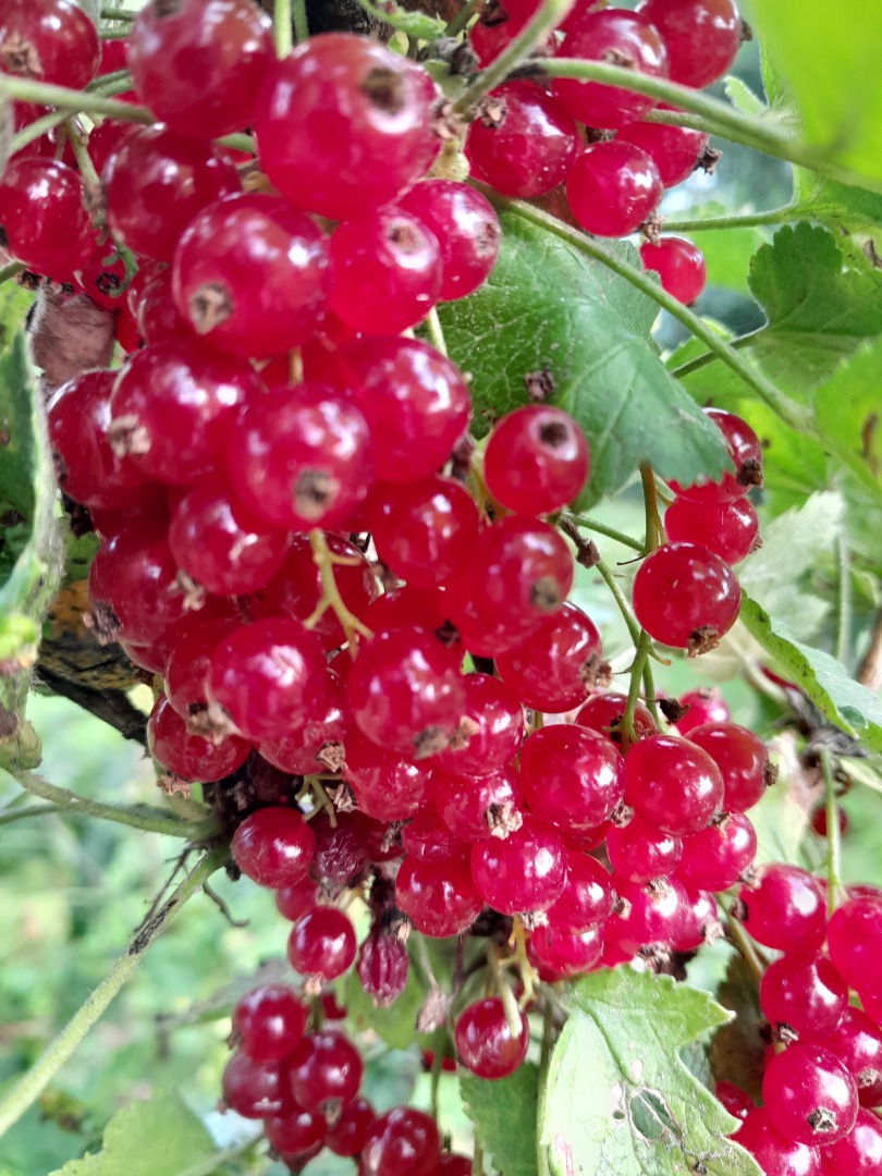 Venderé una variedad de grosella roja de alta calidad Rondom