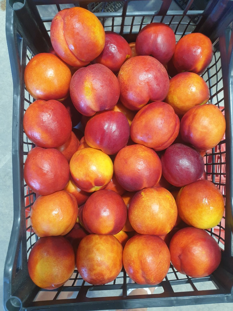 nectarinas, melocotones, ciruelas, peras, membrillos a precio del productor en GRECIA tesaloniki contacto