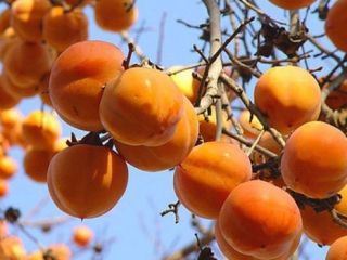 Tenemos campos en Azerbaiyán. Es posible la entrega de