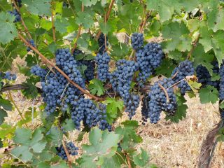 Viñedo Dealul Bujorului - Galati Vendemos uvas de vino