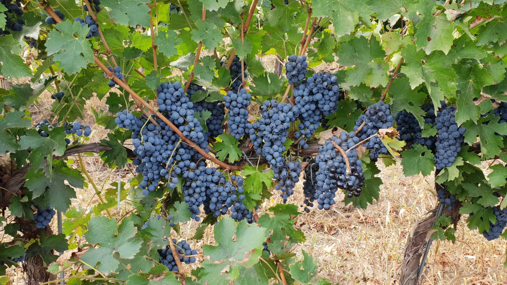 Viñedo Dealul Bujorului - Galati Vendemos uvas de vino cultivadas por nuestro colectivo en el viñedo Dealul Bujorului