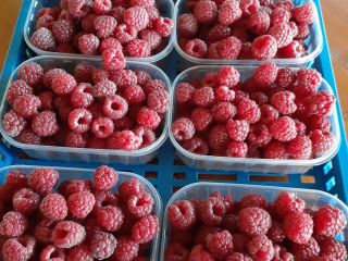 Vendo 9 toneladas de frambuesas congeladas de la variedad