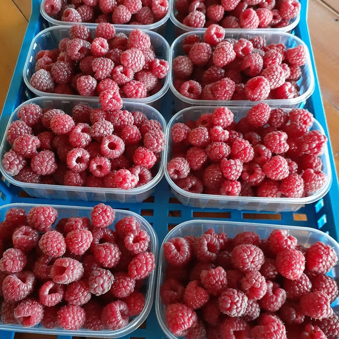 Vendo 9 toneladas de frambuesas congeladas de la variedad Vilamet y Miker