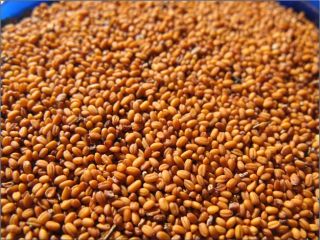Nuestra empresa SEEDMARKET LLC, con sede en Moscú, Rusia,