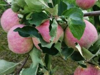 Vendo este año Apple tipo nów piros next gala