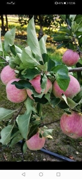 Vendo este año Apple tipo nów piros next gala must y jeronimo, champion, redjonaprince, ligol red