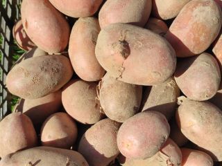 Hola, venderé papas orgánicas de un productor polaco, variedad