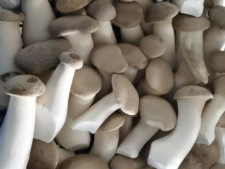 Tengo hongos Eryngi King Oyster a la venta.