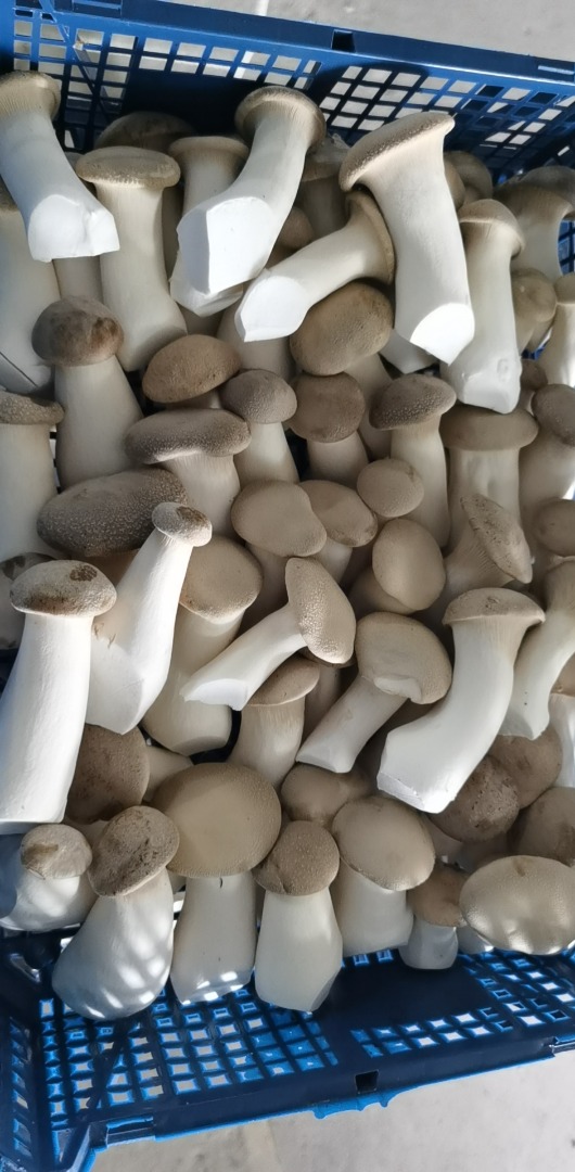 Tengo hongos Eryngi King Oyster a la venta