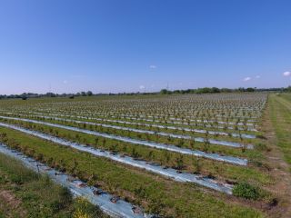 La empresa agrícola ucraniana "Eco Park" se estableció en