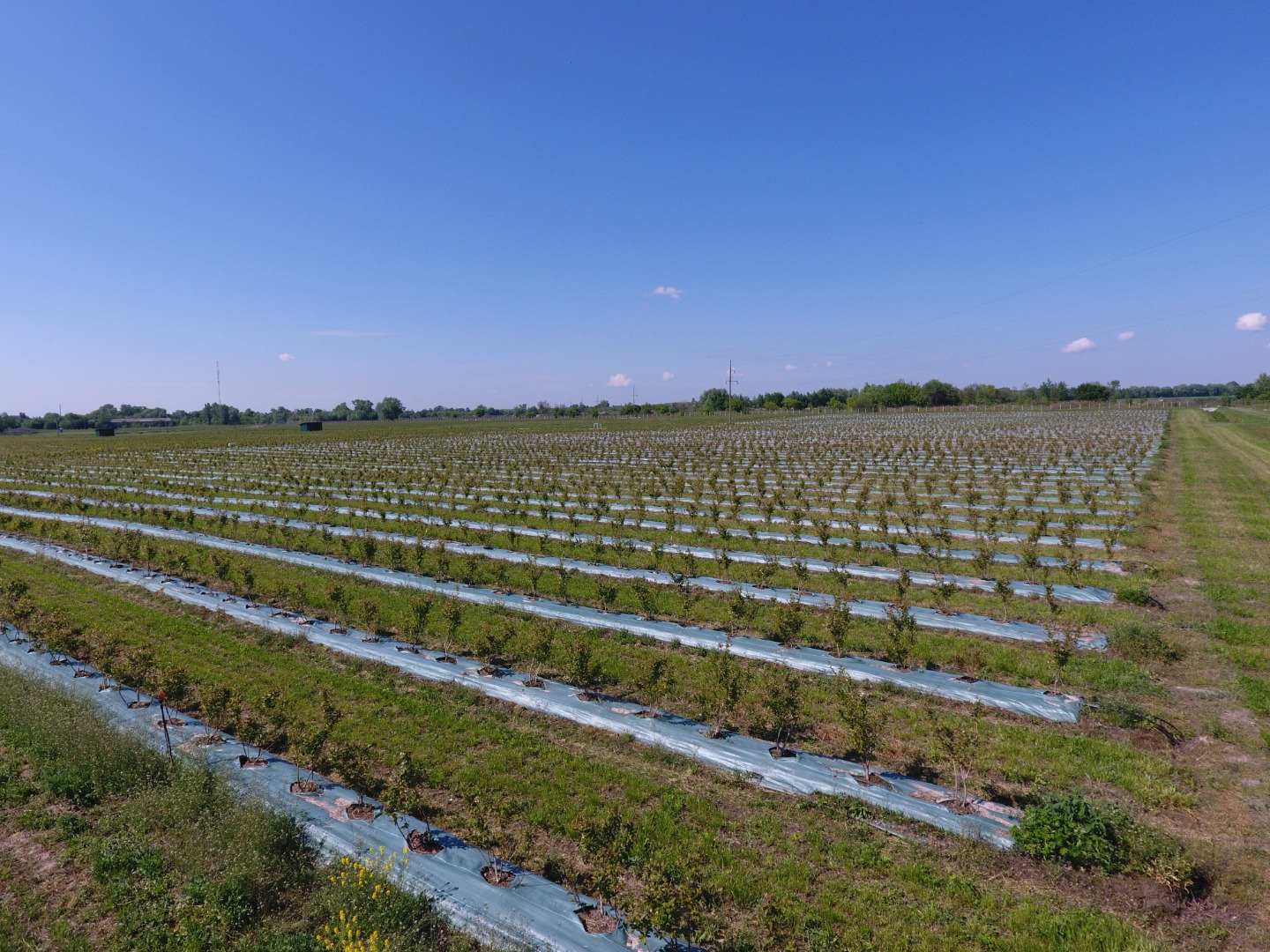 La empresa agrícola ucraniana "Eco Park" se estableció en 2015