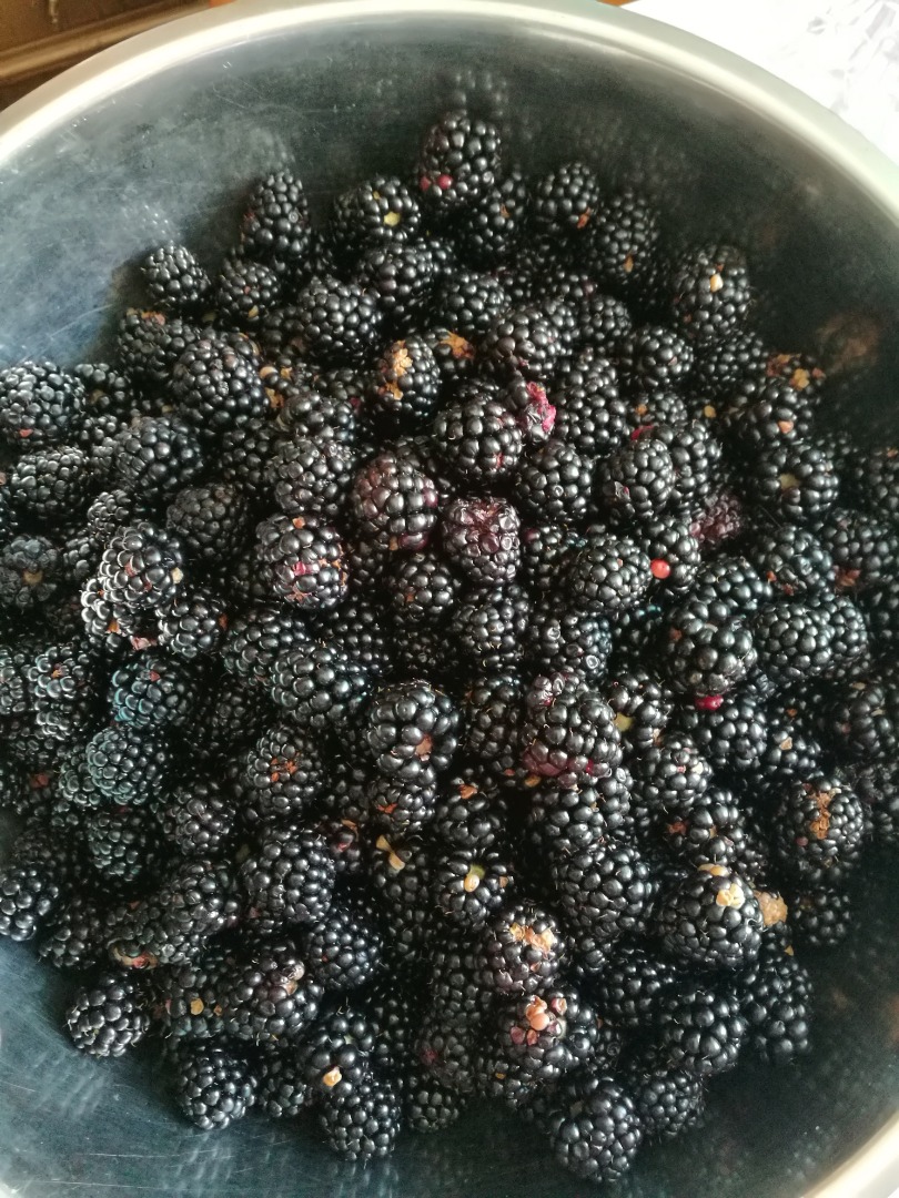 Moras sin pulverizar, tratadas únicamente con abono natural, de la variedad Thornfree