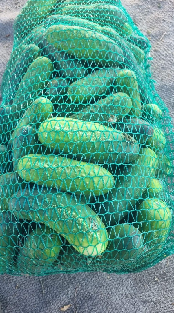 Venderé un pepino de ensalada de 13 cm, unas 2,3 toneladas