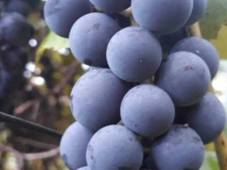 Ecológico, no derramado, perfecto para zumos y vinos. El