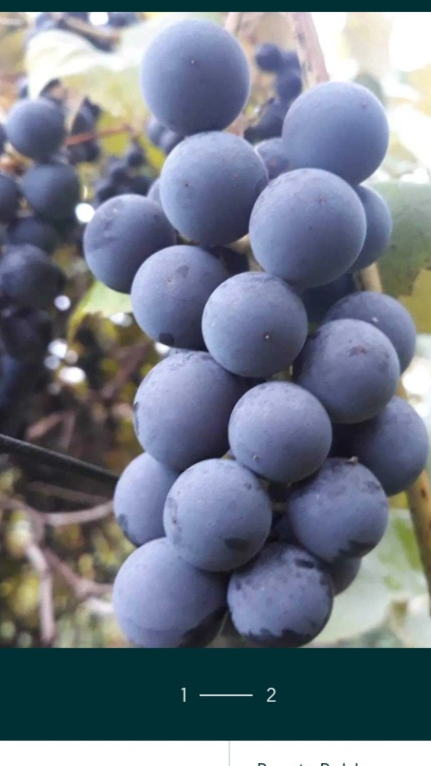Ecológico, no derramado, perfecto para zumos y vinos